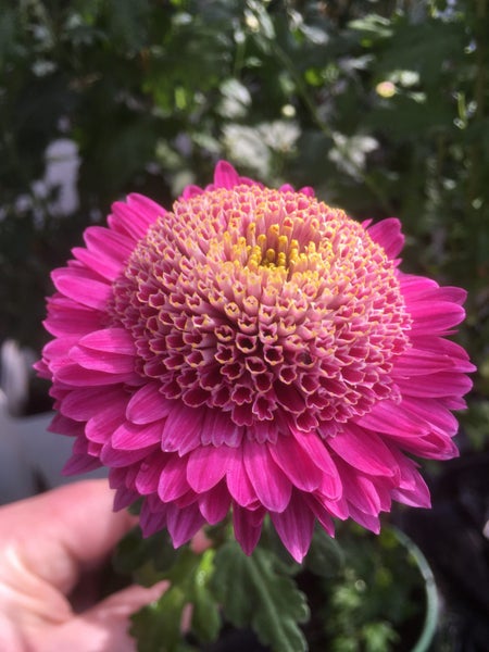 Chrysanthemum Anna Carousel 1