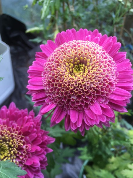 Chrysanthemum Anna Carousel 2