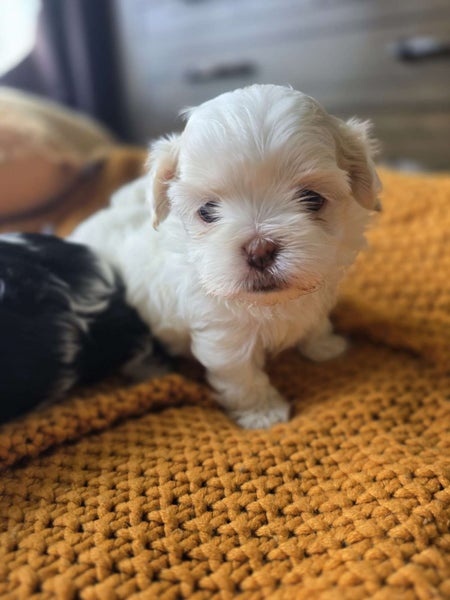 Maltese x Shitzu Puppies64559512201601114