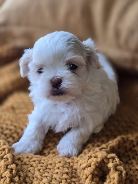 Maltese x Shitzu Puppies64559512201601110