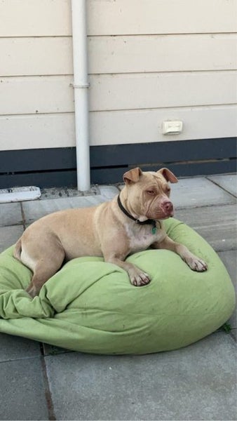 Piglet Sharpei x AmStaff Carousel 1