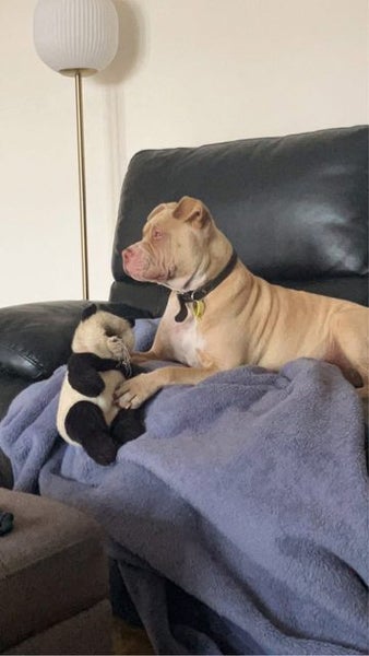 Piglet Sharpei x AmStaff Carousel 2