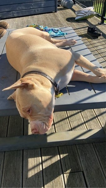 Piglet Sharpei x AmStaff Carousel 6