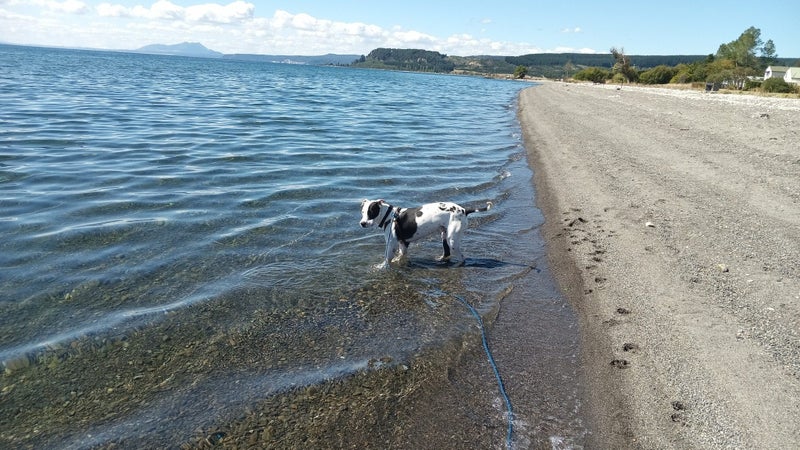 "Jack Sparrow" ARAN Rescue Whanganui Carousel 8