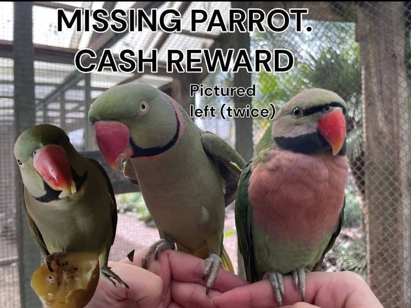 LOST MALE ALEXANDRINE Carousel 1