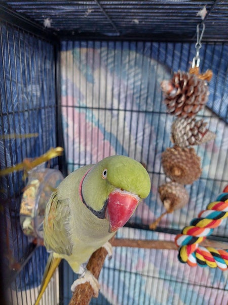 LOST MALE ALEXANDRINE Carousel 2