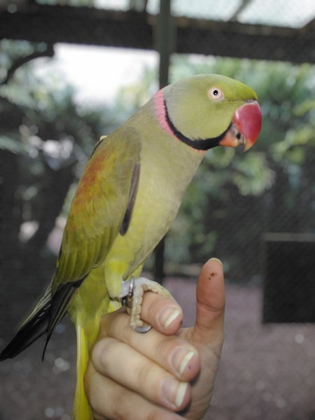 LOST MALE ALEXANDRINE Carousel 7