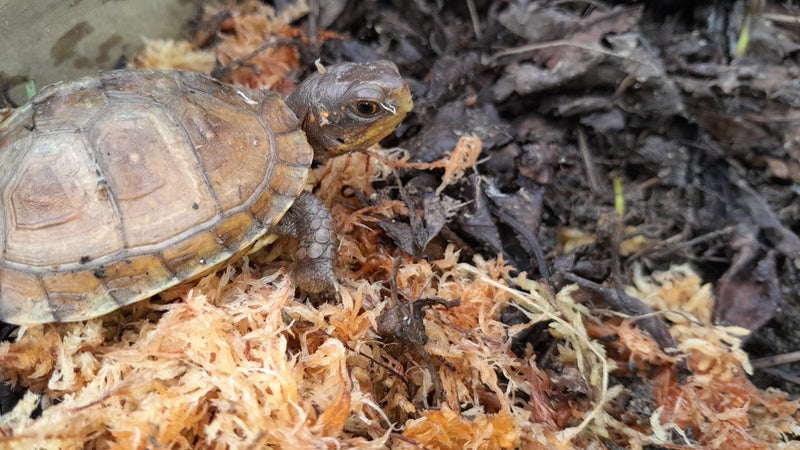 Three Toe Box Tortoise64562409942914113