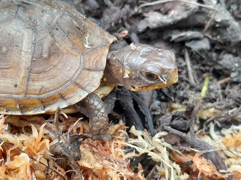 Three Toe Box Tortoise64562409942914110