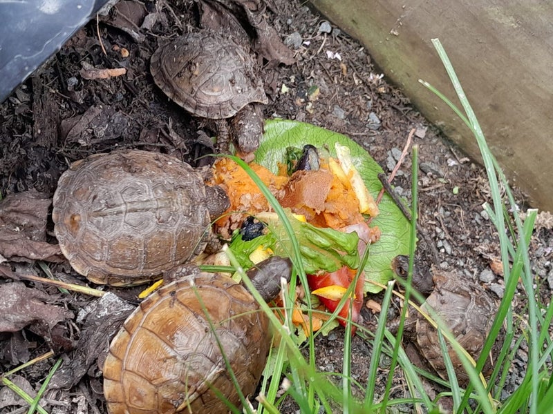 Three Toe Box Tortoise64562409942914112