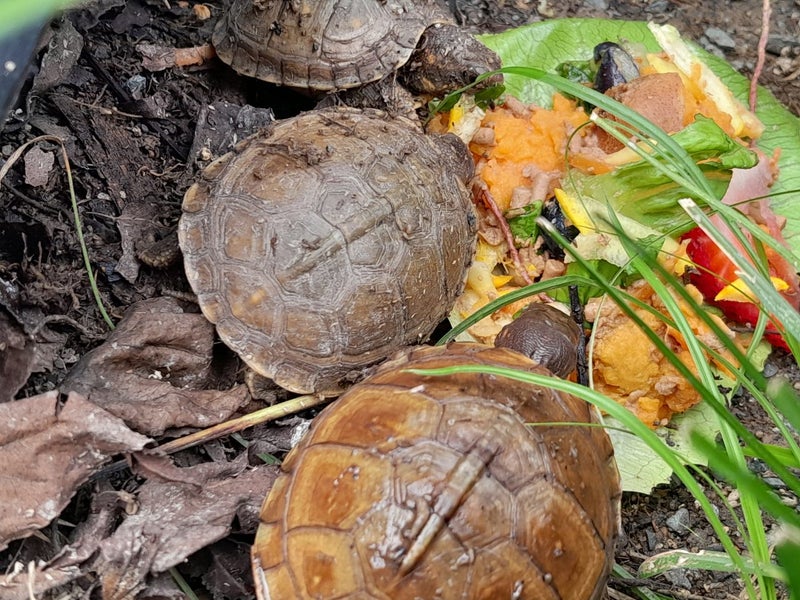 Three Toe Box Tortoise64562409942914114