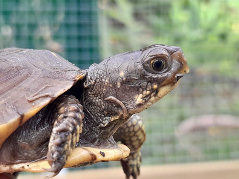 Three Toe Box Tortoise64562409942914111