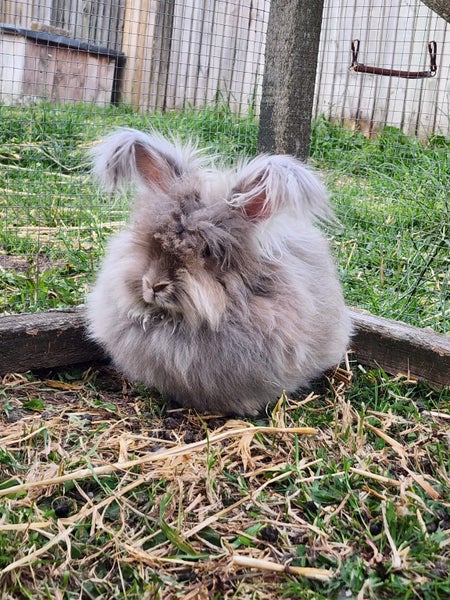 Purebred English angoras Carousel 1