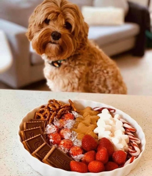 Moose the Cavoodle Stud Carousel 1