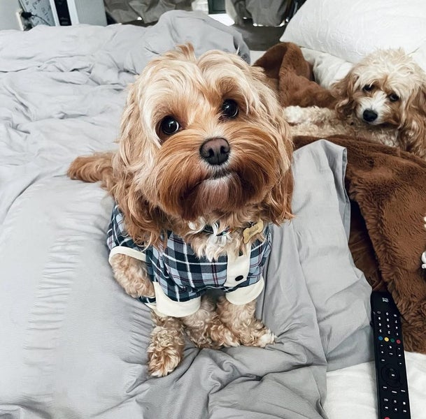 Moose the Cavoodle Stud Carousel 2