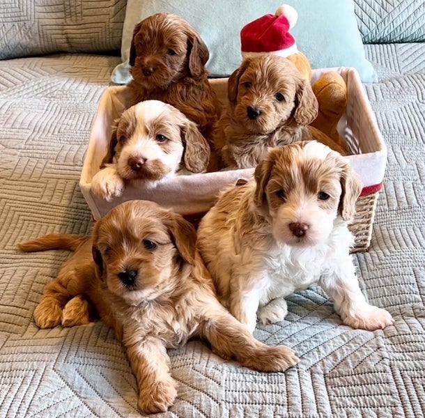 Moose the Cavoodle Stud Carousel 7