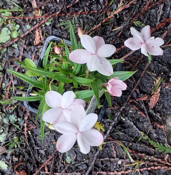 Rhodohypoxis large flowers pink blush Carousel 1