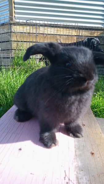 Minilop bunnies Carousel 20