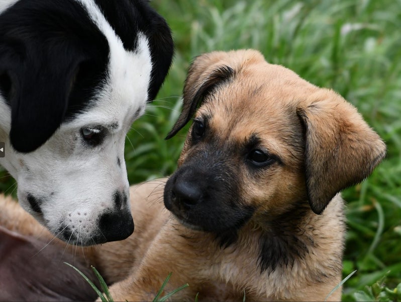 Rudolph - German Shepherd x, pound rescue puppy, very friendly and intelligent Carousel 9