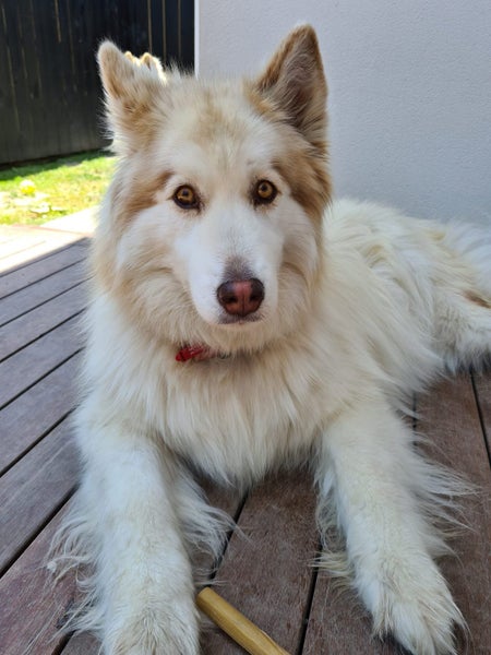 Husky Twins Carousel 2