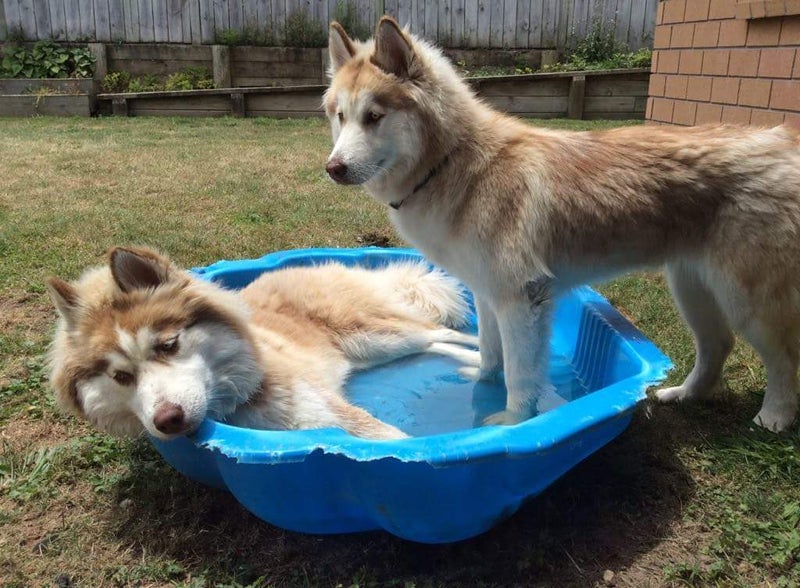 Husky Twins Carousel 1