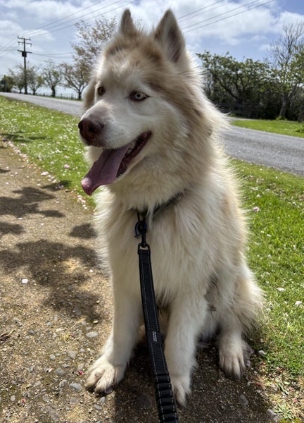 Husky Twins Carousel 8