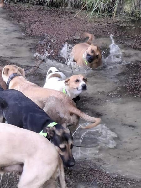 Young hunting dog or pet Carousel 2