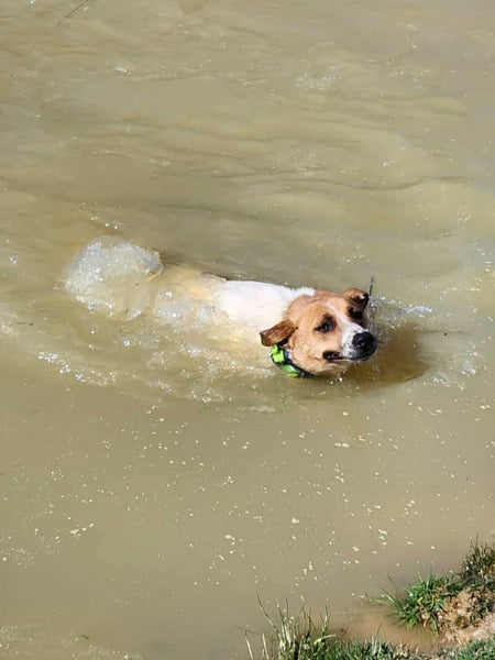 Young hunting dog or pet Carousel 6