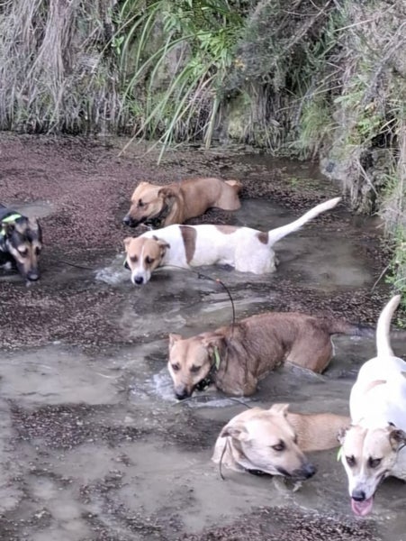 Young hunting dog or pet Carousel 1