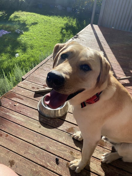 Jack the Lab Carousel 1