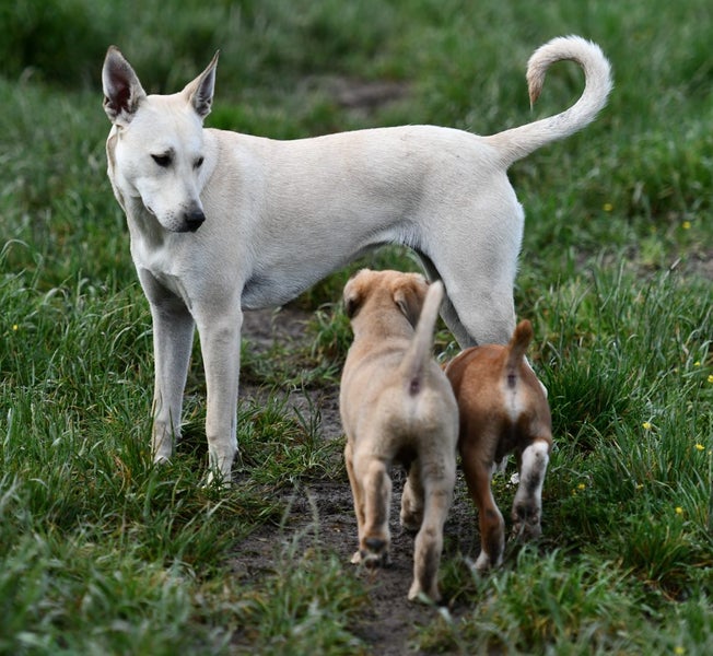 Sirius - very sweet and affectionate bobtail rescue puppy, medium-low energy Carousel 11
