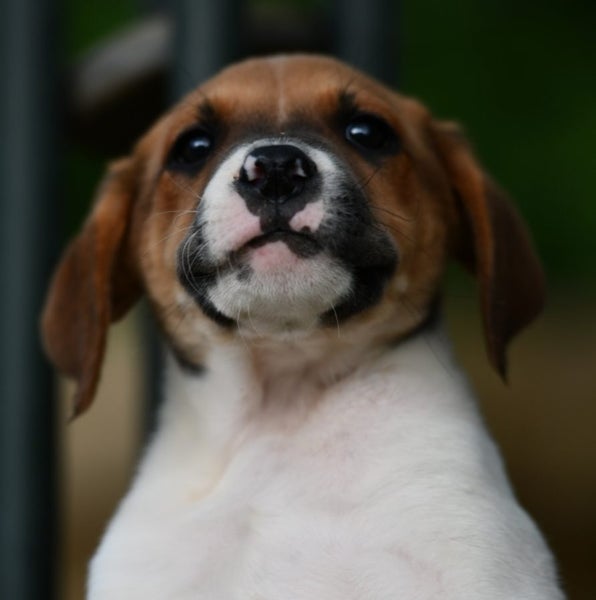 Sirius - very sweet and affectionate bobtail rescue puppy, medium-low energy Carousel 2