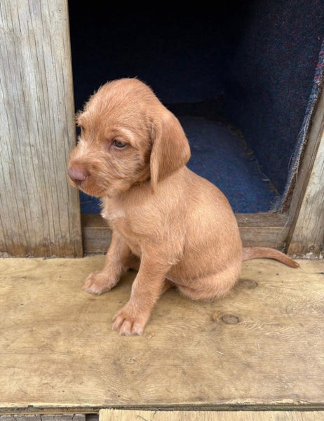 Viszla X Wire haired pointer pups64574599184258110