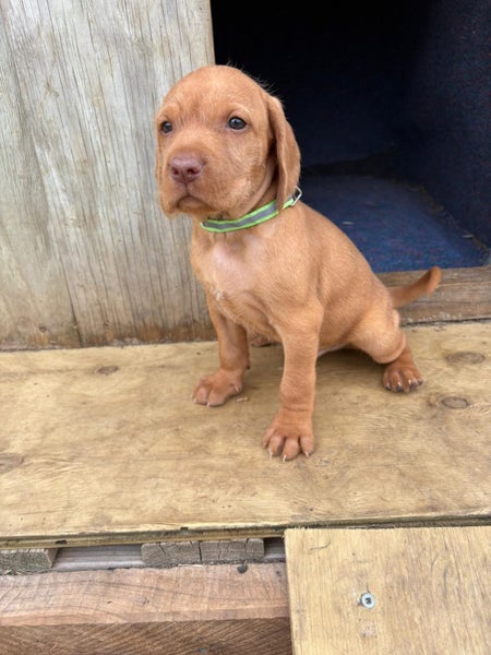 Viszla X Wire haired pointer pups64574599184258111