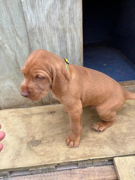 Viszla X Wire haired pointer pups64574599184258113