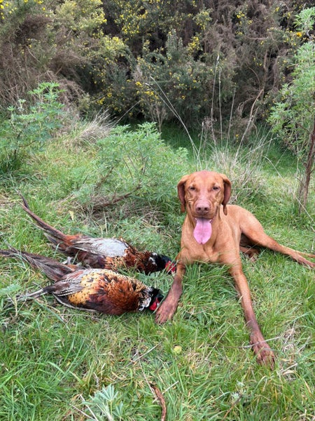 Viszla X Wire haired pointer pups64574599184258114