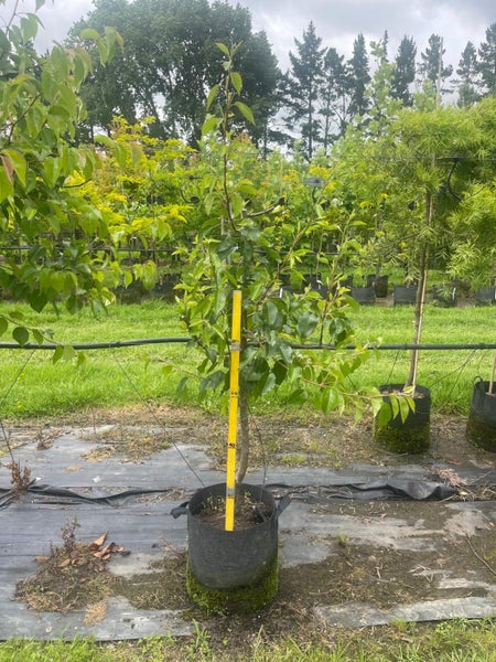 Pyrus Calleryana Kea 45L, ht. 1.6-2.5m...x2 (Lot #4) Carousel 1