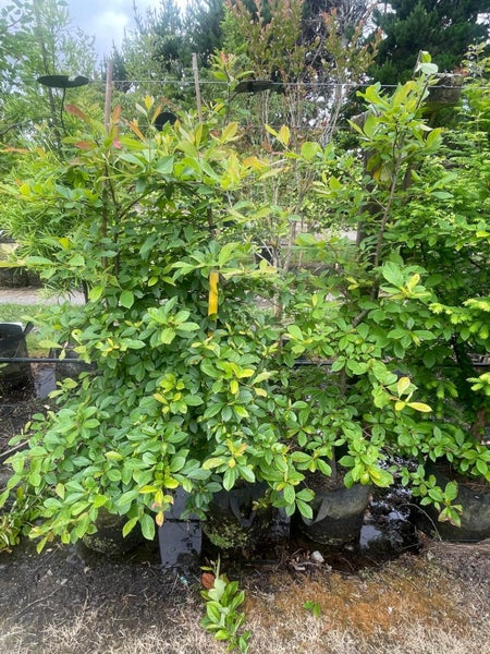 Nyssa sylvatica (Black Tupelo) 22L, ht.1.5m...x2 (Lot #1) Carousel 1