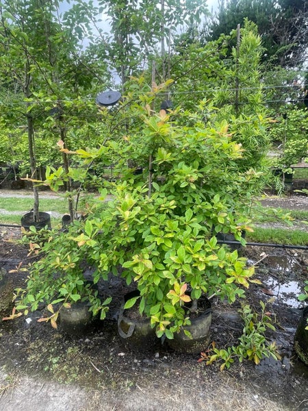 Nyssa sylvatica (Black Tupelo) 22L, ht.1.5m...x2 (Lot #1) Carousel 2