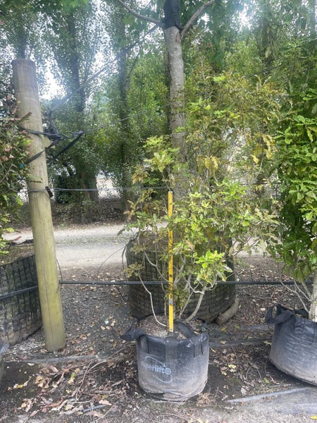 Pittosporum eugenoides - Lemonwood 80L, 2m... x1 Carousel 1