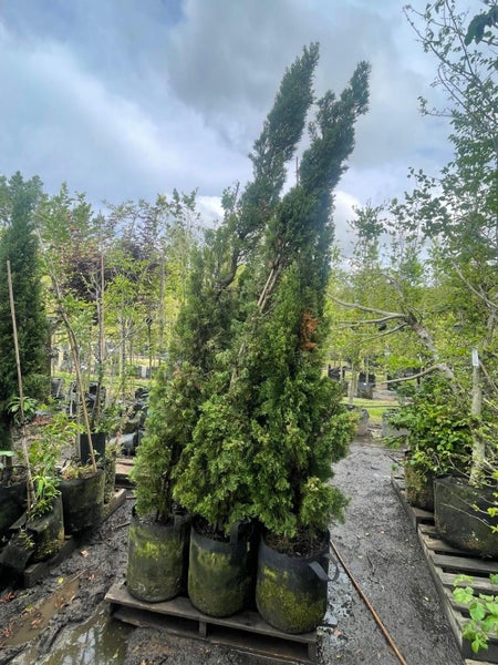 Cupressus sempervirens ‘Totem’ 45L, ht. 1.8-3.1m... x3 Carousel 1