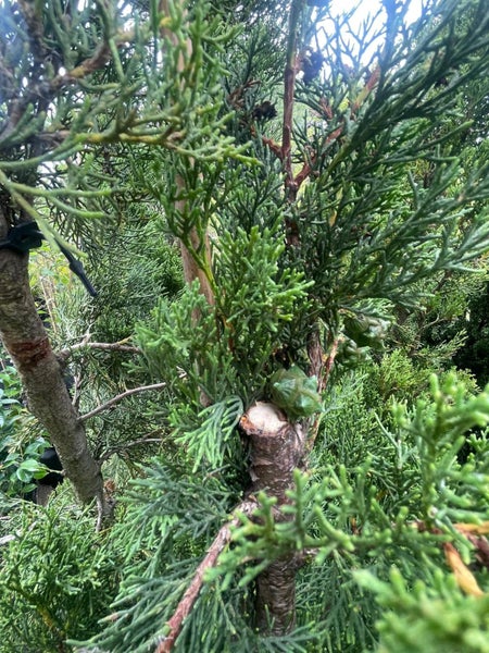 Cupressus sempervirens ‘Totem’ 45L, ht. 1.8-3.1m... x3 Carousel 4