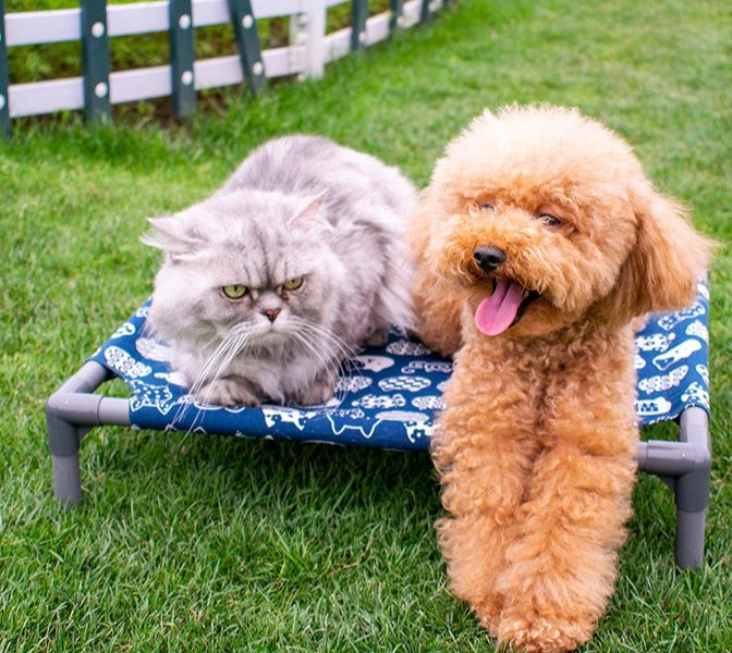 Pet Bed for Cats and Small Dogs Breathable Raised Cot with Washable Cover Carousel 2