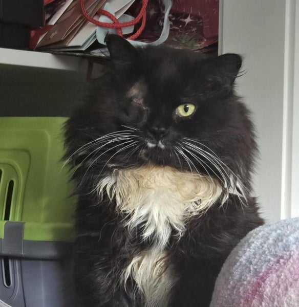 Domino the brave - a polydactyl, long-haired angel! Carousel 1