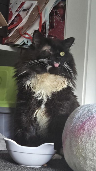 Domino the brave - a polydactyl, long-haired angel! Carousel 2