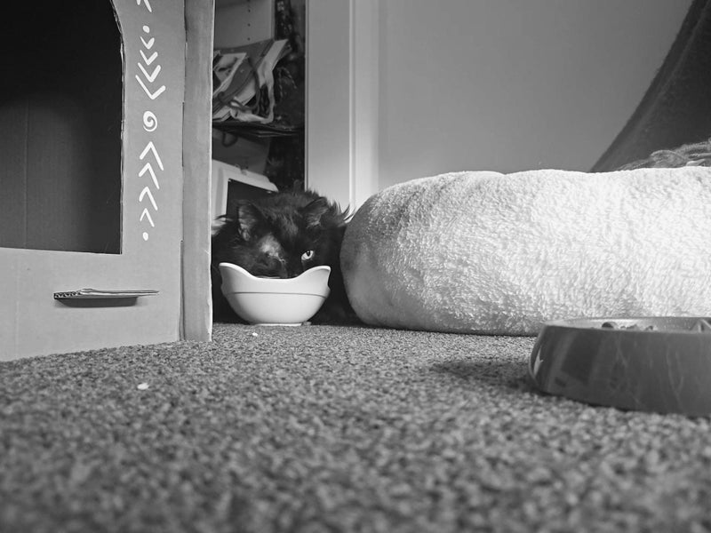 Domino the brave - a polydactyl, long-haired angel! Carousel 5