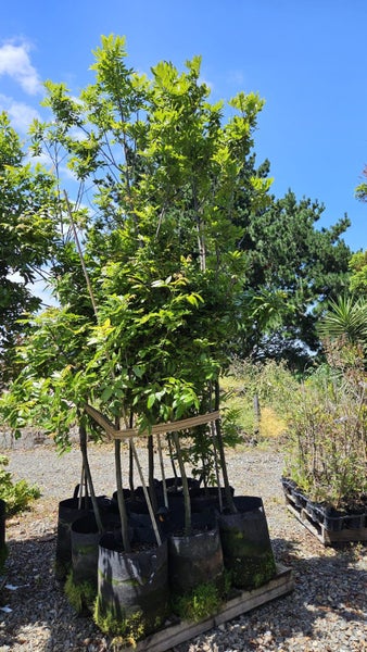 Alectryon excelsa titoki 45L, ht. 2m +... x9 Carousel 1