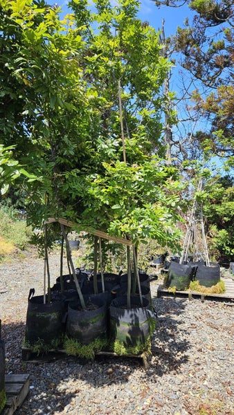 Alectryon excelsa titoki 45L, ht. 2m +... x9 Carousel 2