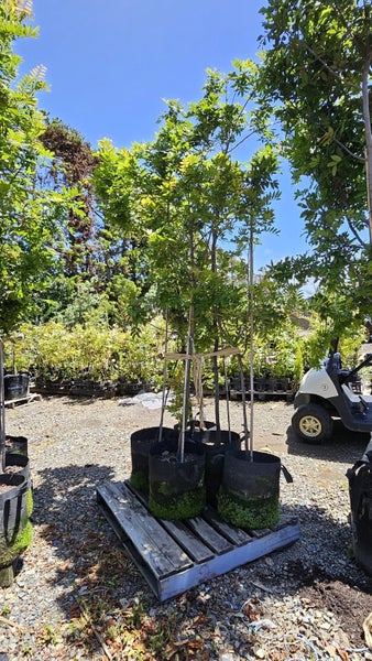 Alectryon excelsa titoki 45L, ht. 2m+... x5 Carousel 1