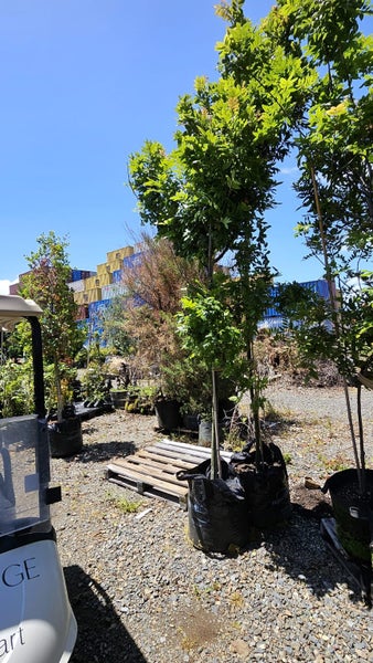 Alectryon excelsa titoki 75/80L, ht. 2m +... x2 Carousel 1